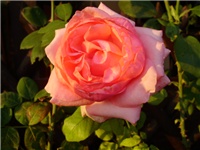 b9ecba89-P3230014.JPG