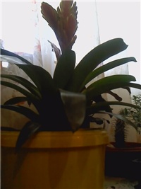 ba6bde52-P271111_08.44_01.jpg