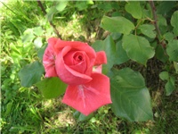 baea738f-IMG_3886.jpg