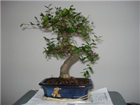 bafd28be-bonsai1.jpg