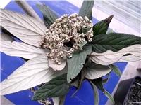 bbfa090c-DSCI0197.JPG