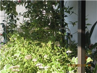 bc0df34f-018.JPG