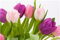 bc4b6d7e-tulip-1230492_960_720.jpg