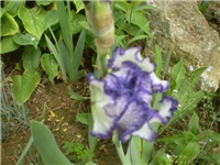 bda0fe71-P5210746.JPG