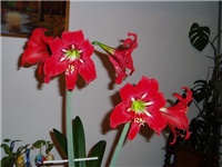 bdbe7d28-P1010238a.jpg