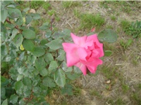 bdf83b5d-P9270001.JPG