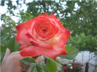 be3423a6-P5230473.JPG