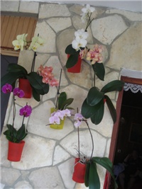 bf56329d-DSC09010.JPG