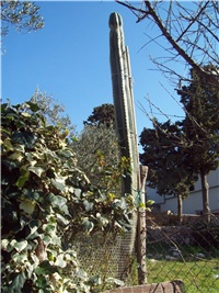 bfaafe64-mexikanac.bmp