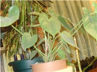 c02f1f28-PTDC0053.JPG