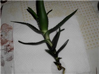 c0b5fd82-DSCI0036.JPG