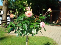 c14b22aa-DSC06110.JPG
