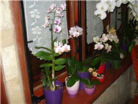 c1925715-DSC05809.JPG