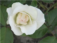 c1a2315a-Schwanense.jpg