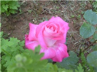 c1c28ae3-S6302581.JPG