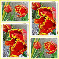 c263b586-tulips.jpg