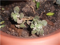 c298c0cc-DSCN0887.JPG