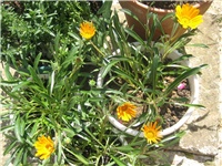 c2de4d74-IMG_3883.jpg
