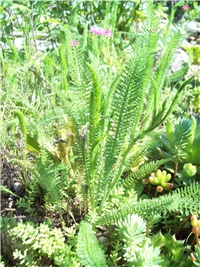 c3720042-101_1806.jpg