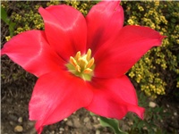 c3b5261b-4,tulip.otvor.crveni.jpg