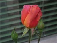 c3ca9167-IMG_0601.jpg