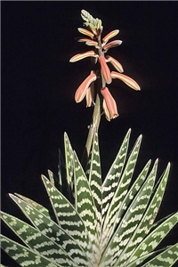 c3fe09de-18.jpg