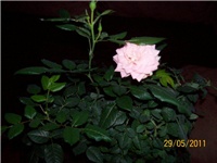 c44da408-100_5985.jpg