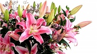 c4da93f1-valentines-day-flower-bouquet-wallpapers.jpg
