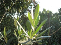 c5334144-IMG_0015.JPG