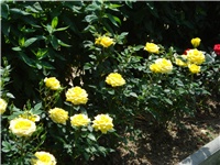 c56aa6aa-DSC05037.JPG