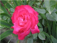 c5bb06ea-IMG_3998.jpg