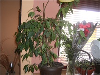 c5c493d0-CIMG2175.JPG