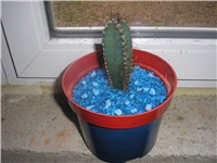 c5cbbc31-P7100077.JPG