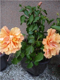 c5eabe6d-P1040458.JPG