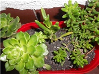c620ef2d-DSCN1406.JPG
