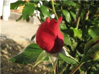 c69be5da-18.5.017.jpg