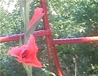 c6f9d6c2-gladiola.jpg