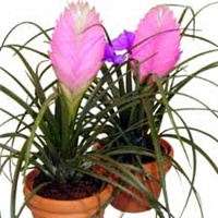 c72b16d9-tillandsia.jpg