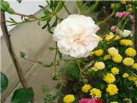 c7b227aa-DSC06203.JPG