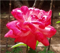 c813bc56-3569679989_345bbc76a7_o.jpg