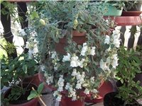 c8deae99-CIMG5138.JPG