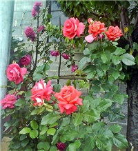 c9d57beb-DSC02130.JPG