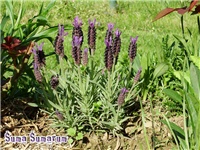 ca677577-sumasumarumLavanda.jpg