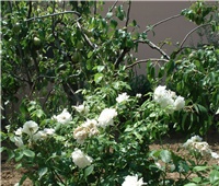 ca67f14f-044.JPG
