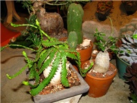 cba3d452-IMG_2737.jpg