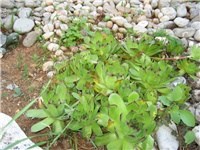 cc36fe9e-IMG_0509.jpg