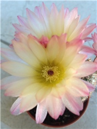cccb7736-photo(1).JPG