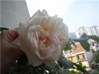 ce8d4320-ruza1.jpg