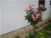 cee9beb8-DSC06198.JPG