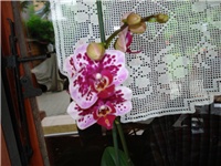 cf9b40ce-DSC06295.JPG
